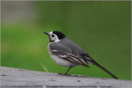 <p>KONIPAS BÍLÝ (Motacilla alba) /White wagtail - Bachstelze/</p>